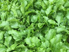 -鄞州雪菜博物馆