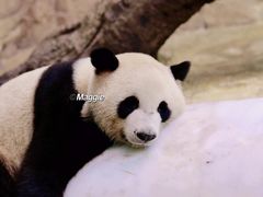 -广州长隆旅游度假区