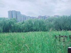-望湖公园