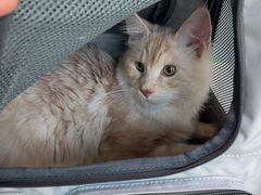 -纳吉亚猫专科动物医院·北北分院