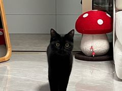 -派特宠物医院(圆融广场店)