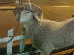 android_upload_pic-新疆玉石阿卜都烧烤(太平南路店)