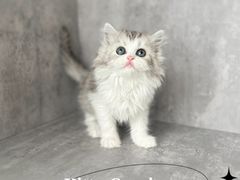 -小猫来了·猫舍(红山六九七九店)