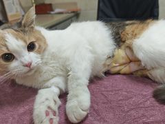 -动物缘宠物医院·骨科·猫科(西二环店)