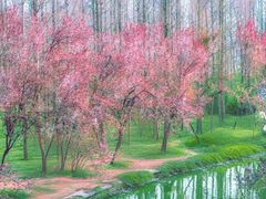 -洛阳市隋唐城遗址植物园