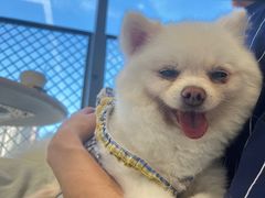 -怪兽屋·羊驼·猫咖·狗咖(俊华广场店)