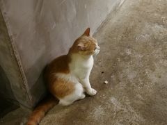 -浣熊柯尔鸭土拨鼠·电玩咖