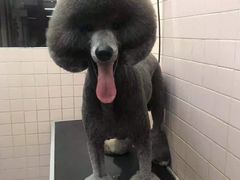 -FAELING PETS美天灵宠物(富力广场店)