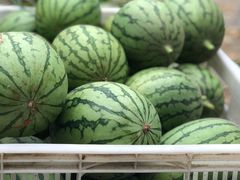 -庞各庄翠芳园西瓜蔬菜基地采摘园