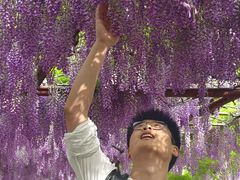 -嘉定紫藤园