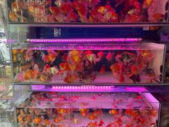 -青石桥花鸟鱼虫市场(叠翠城店)