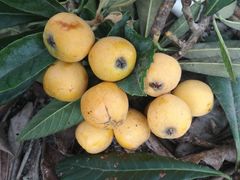 -塘栖枇杷特色园区