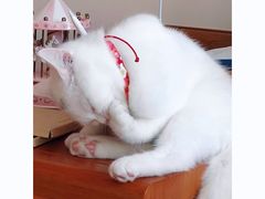 -猫宠乐园·专业洗护