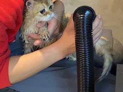 -PETKIT小佩宠物·低压洗护(国顺东路店)