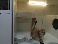 -十月米努特矮脚猫舍