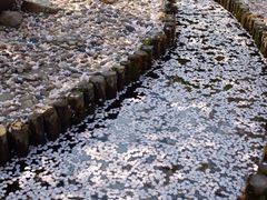 iphone_upload_pic-高东镇樱花园