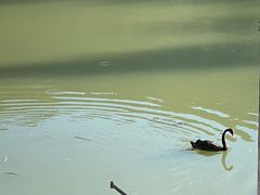 -后柳水乡