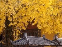 -上海青龙寺