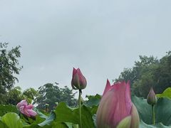 -广州莲花山旅游区