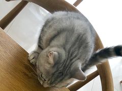 -平行世界·猫咖(首经贸店)