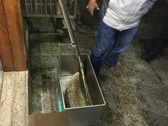 -正能量脆肉鲩火锅