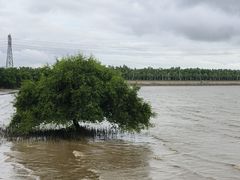 -宝安西湾红树林湿地公园