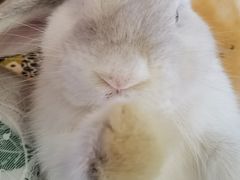 -猫猫幼稚园·撸猫·桌游·电玩