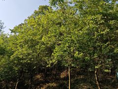 -广州白江湖森林公园