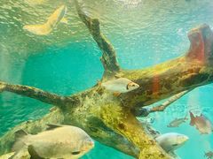 -上海海洋水族馆