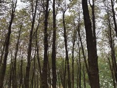 -石家庄市植物园