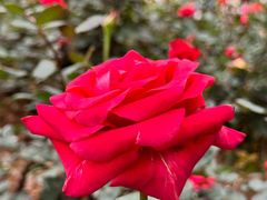 -人民公园(罗湖区)