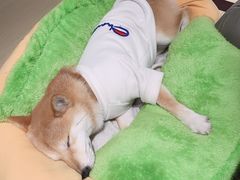 -逗柴咖啡屋·狗咖猫咖宠物桌游