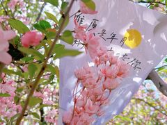 -金鸡湖桃花岛