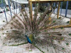 -长白岛森林公园