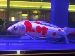 -大江户·温泉洗浴(浑南店)