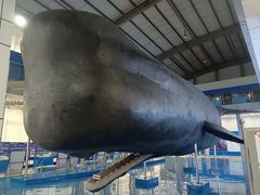 -上海海洋大学鱼文化博物馆(军工路校区)