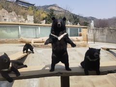 -东方熊牧场
