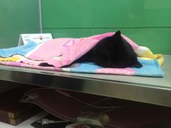 -利又安动物医院··老年病·猫科犬科·中兽医