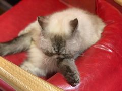 -猫色咖啡·猫咖