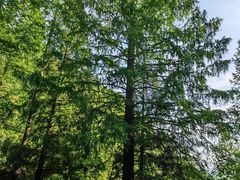 -东天目山风景区