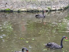 -荆州中山公园动物园