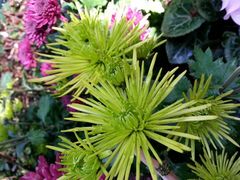 张扬的菊花-新竹里馆·花园餐厅(兴苑路店)