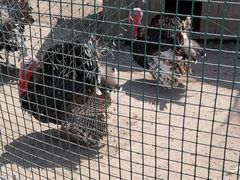 -前小桔亲子创意农场·草莓采摘·露营烧烤