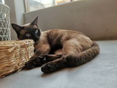 -猫儿山۰猫主题餐厅