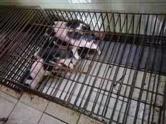 -黄记四更烤乳猪店