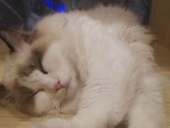 -屋虎猫馆(宝安大仟里店)