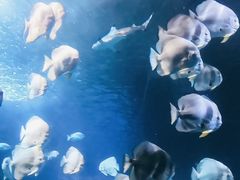 -太平洋海底世界