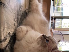 -瞄一喵猫咖(格力海岸店)