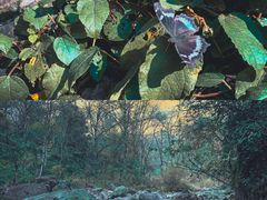 -西岭雪山大飞水景区