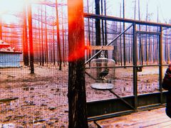 -黄海国家森林公园